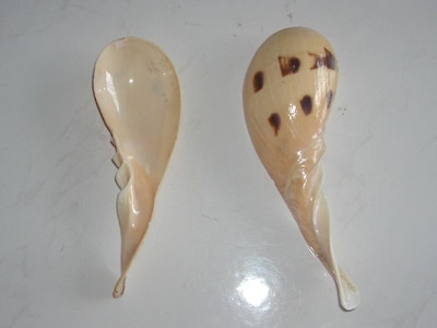 Spoon from corn shell big