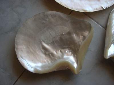 Mother of pearl plate hold shell