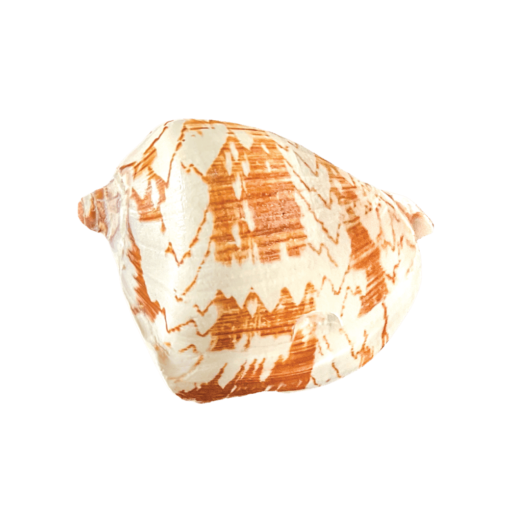 Cymbiola Nobilis