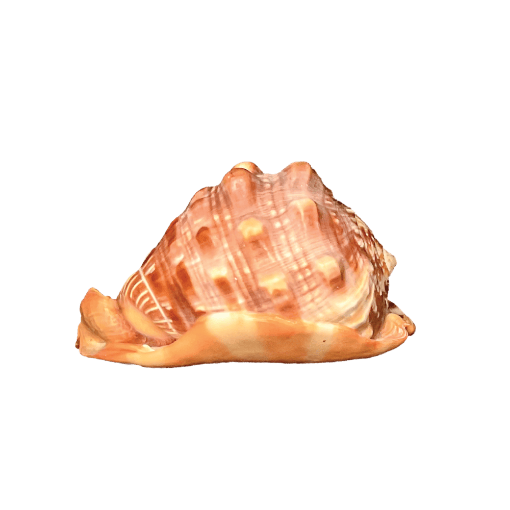 Cypraecassis rufa