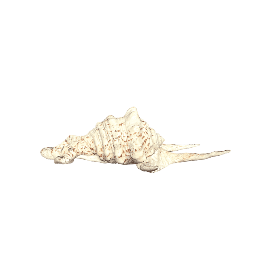Lambis Chiragra