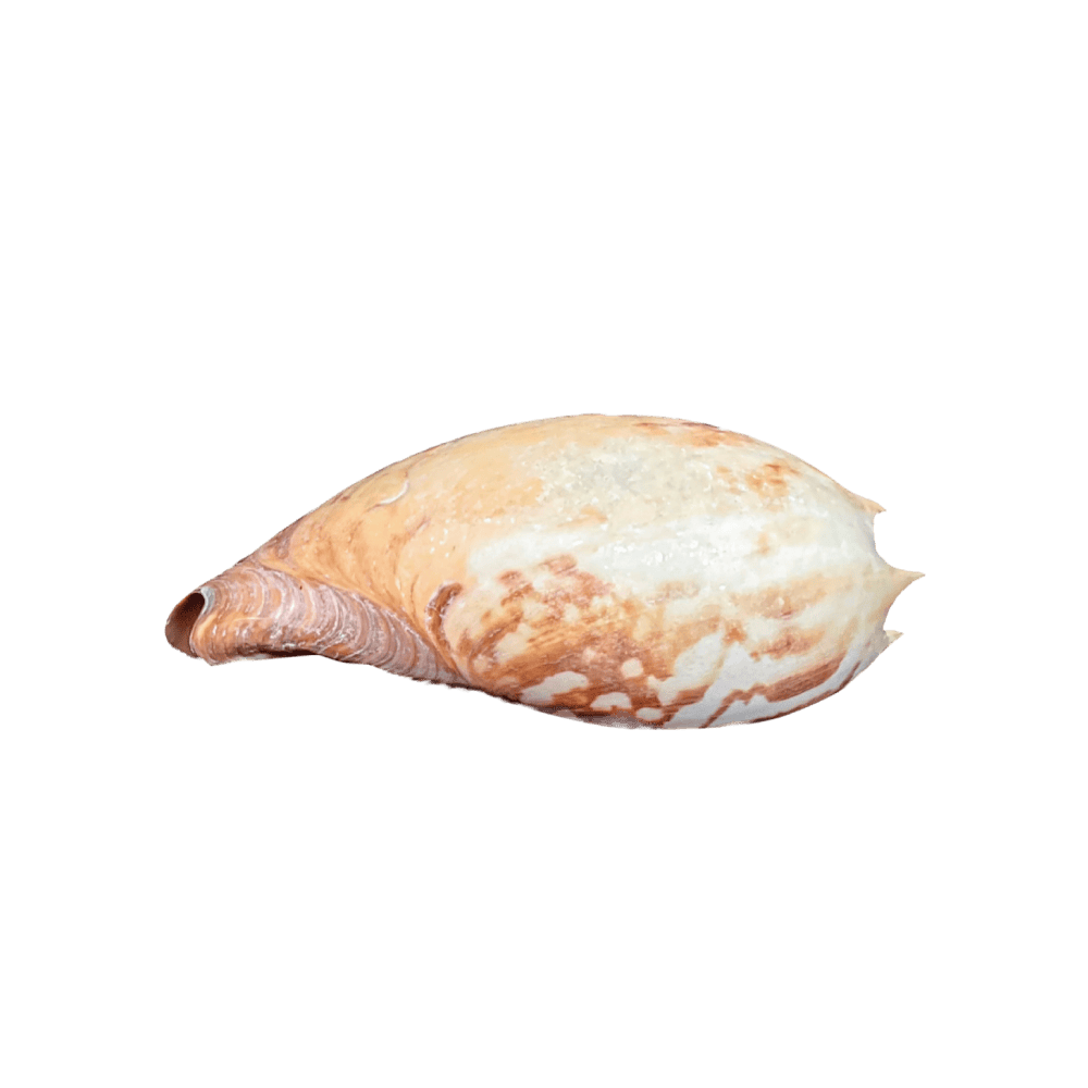 Melo Amphora