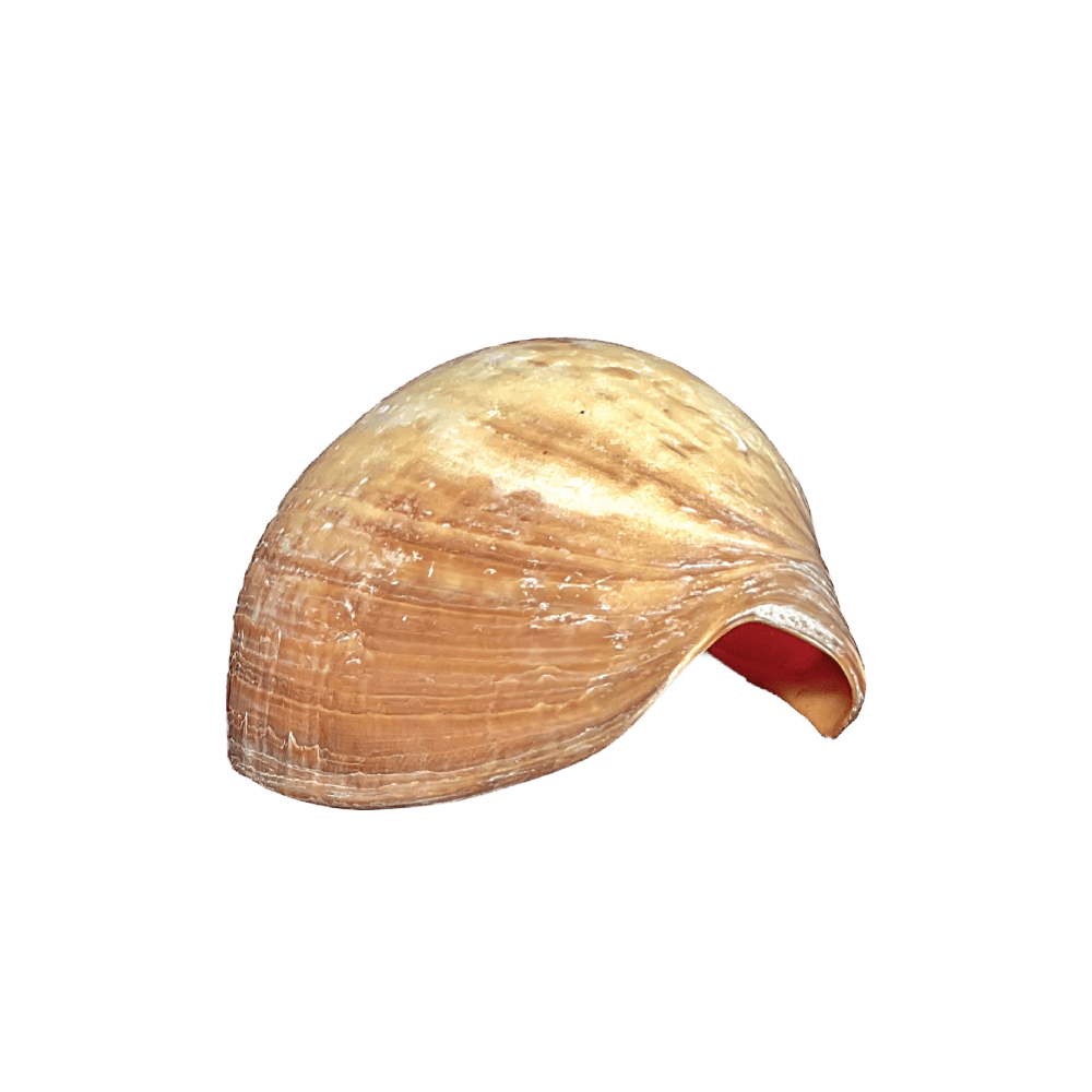 Melo Amphora
