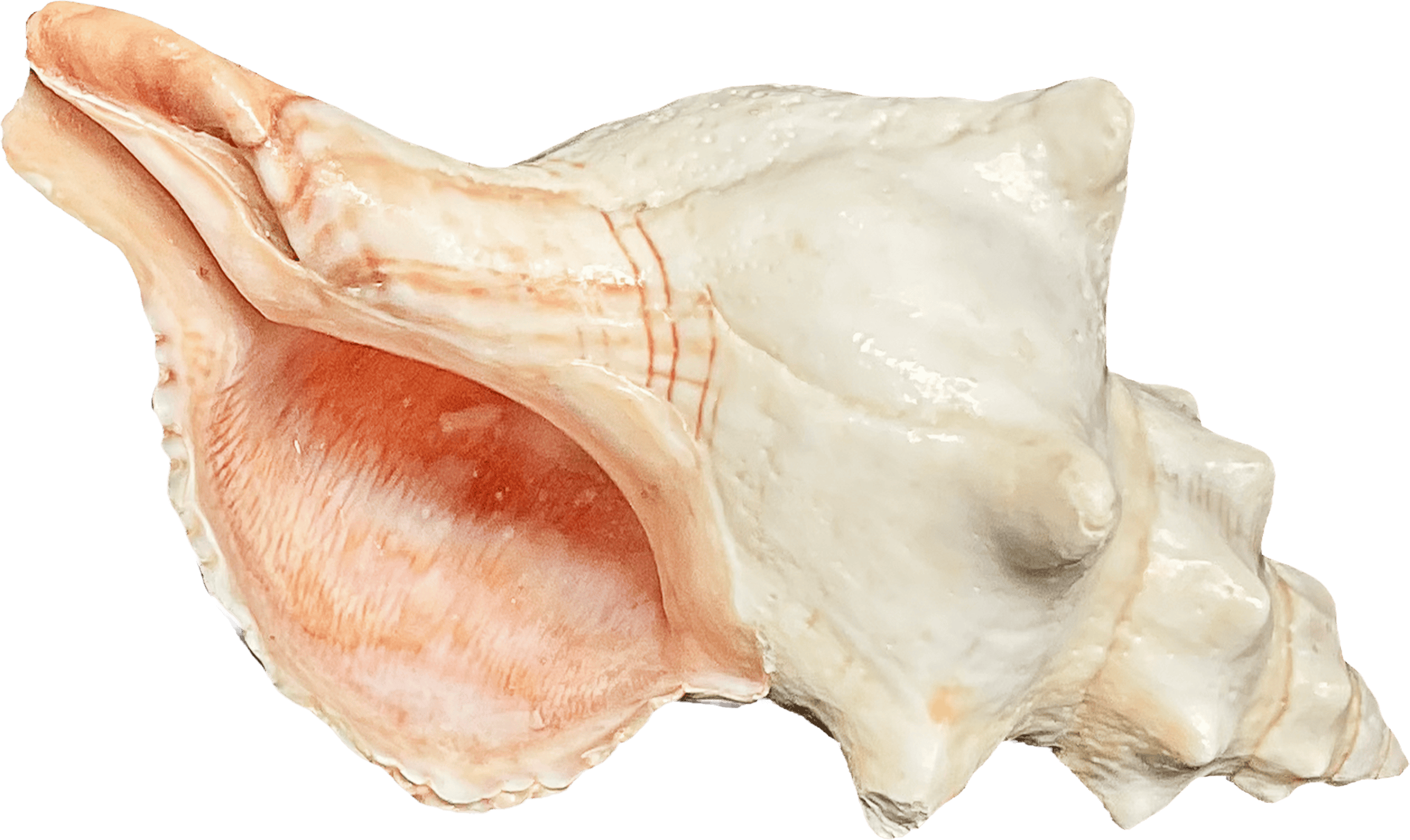 Pleuroploca Trapezium B