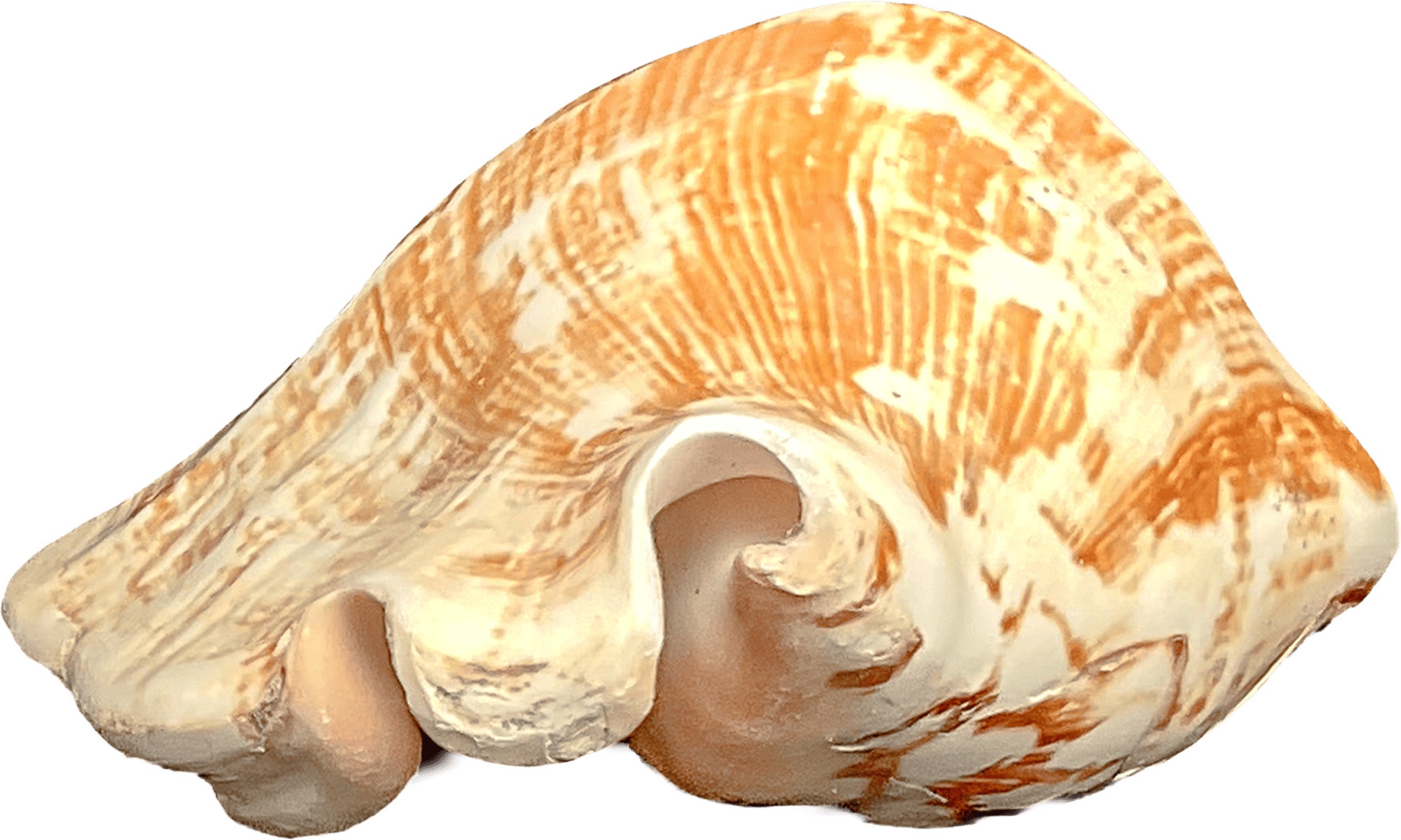 Strombus Latissimus