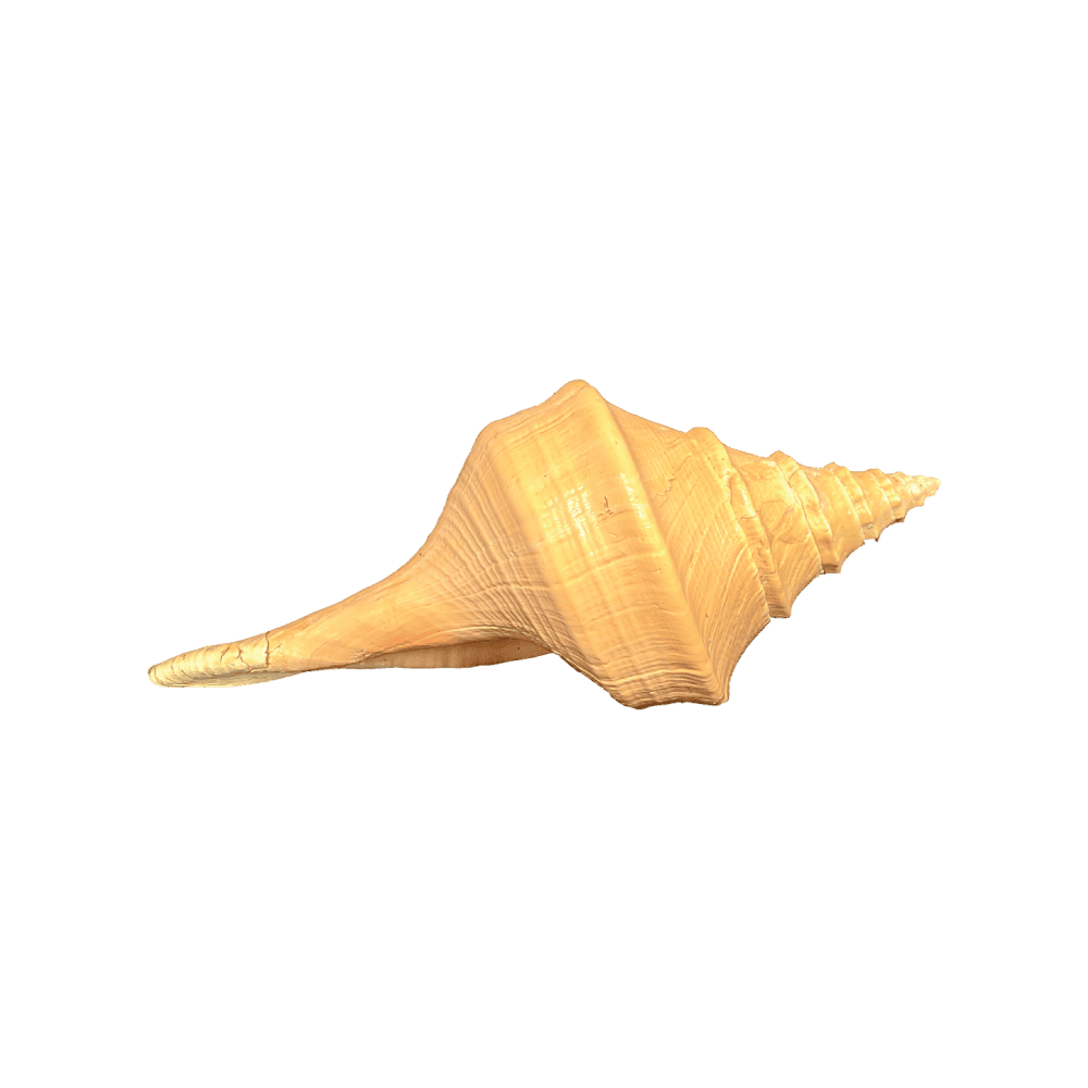 Syrinx Aruanus