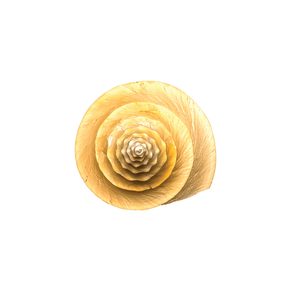 Syrinx Aruanus
