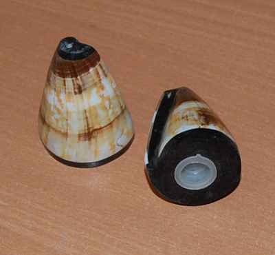 shell box art natural salt paper