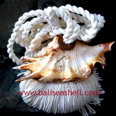 tessel made from shell Lambis