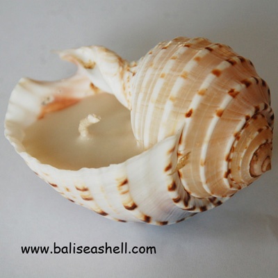 sea shell light candle light art