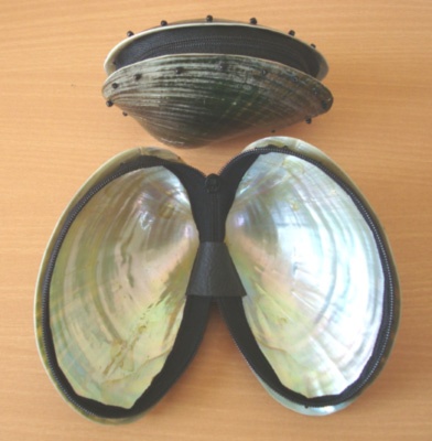 shell box art nautural
