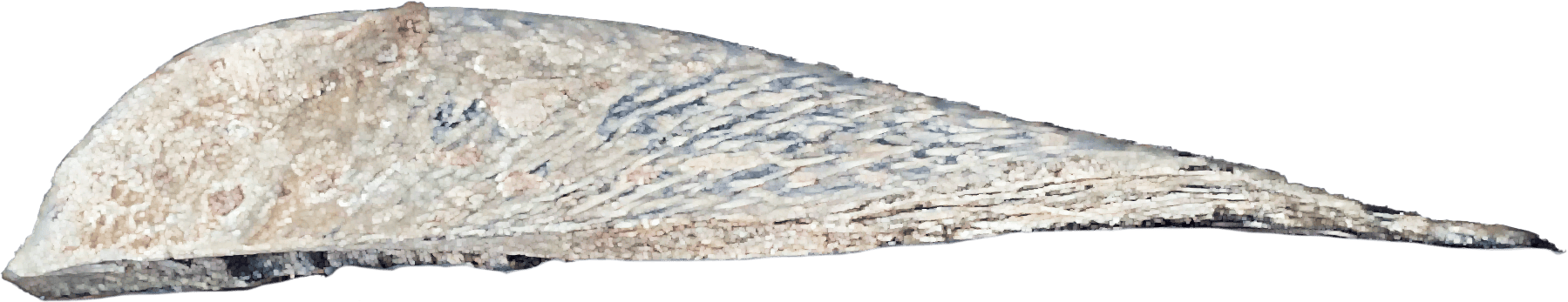 Pinctada Maxima or Natural Mop