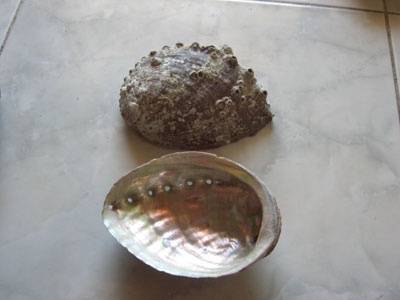 Red abalone shell