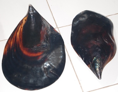 small shell colection indonesia