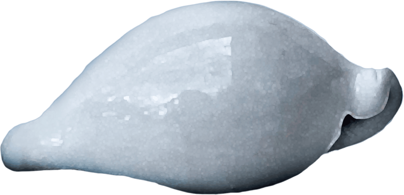 Ovula costellata