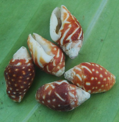 small seashell for accesories