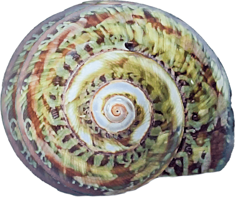 Turbo petholatus