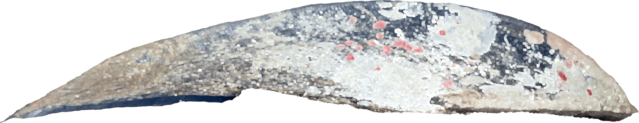 shell mabe pteria pinguin