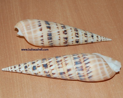 terebra maculata
