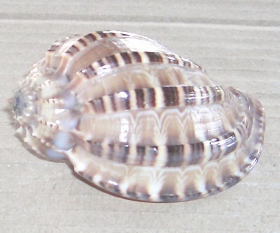 harpa articularis