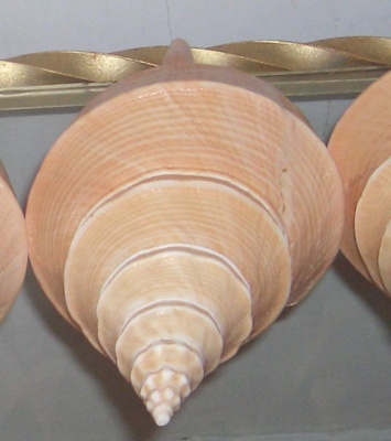 syrinx aruanus ( yellow trompet shell)