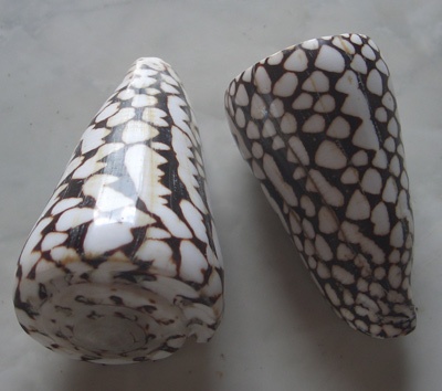 Conus marmoreus