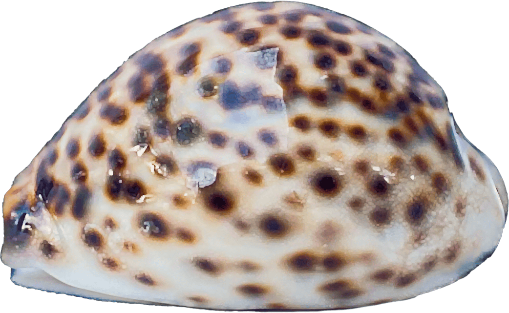 Cypraea tigris